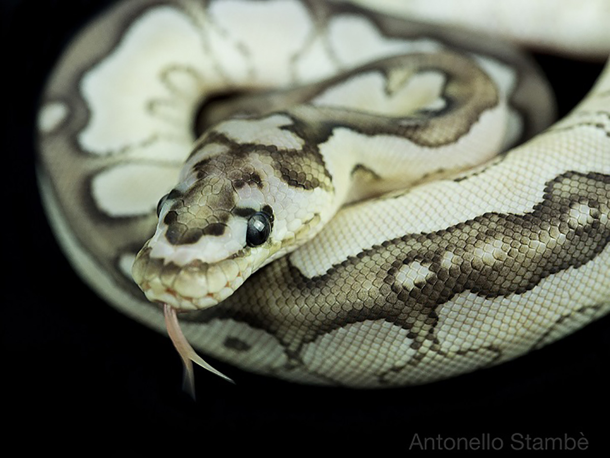 Axanthic Butter Clown