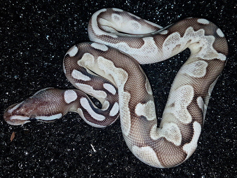 Axanthic Calico Lesser - Snake Keeper Line