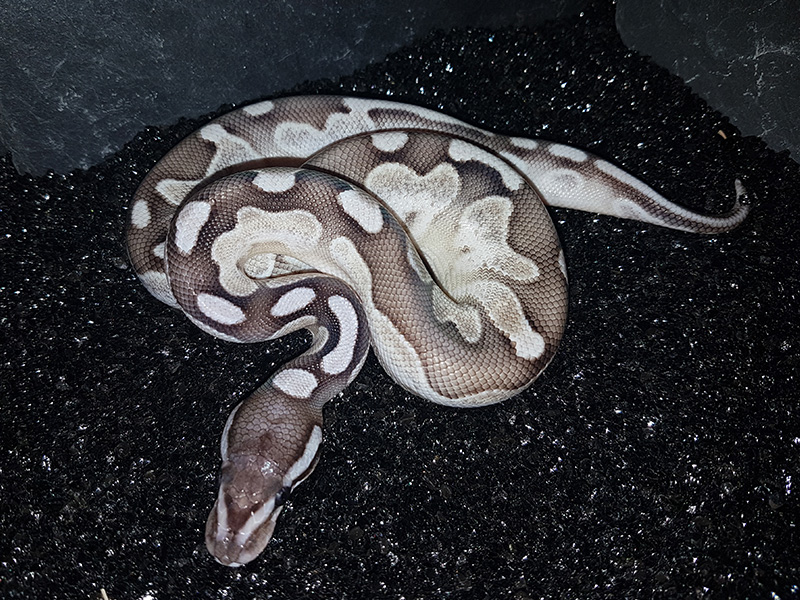 Axanthic Calico Lesser - Snake Keeper Line