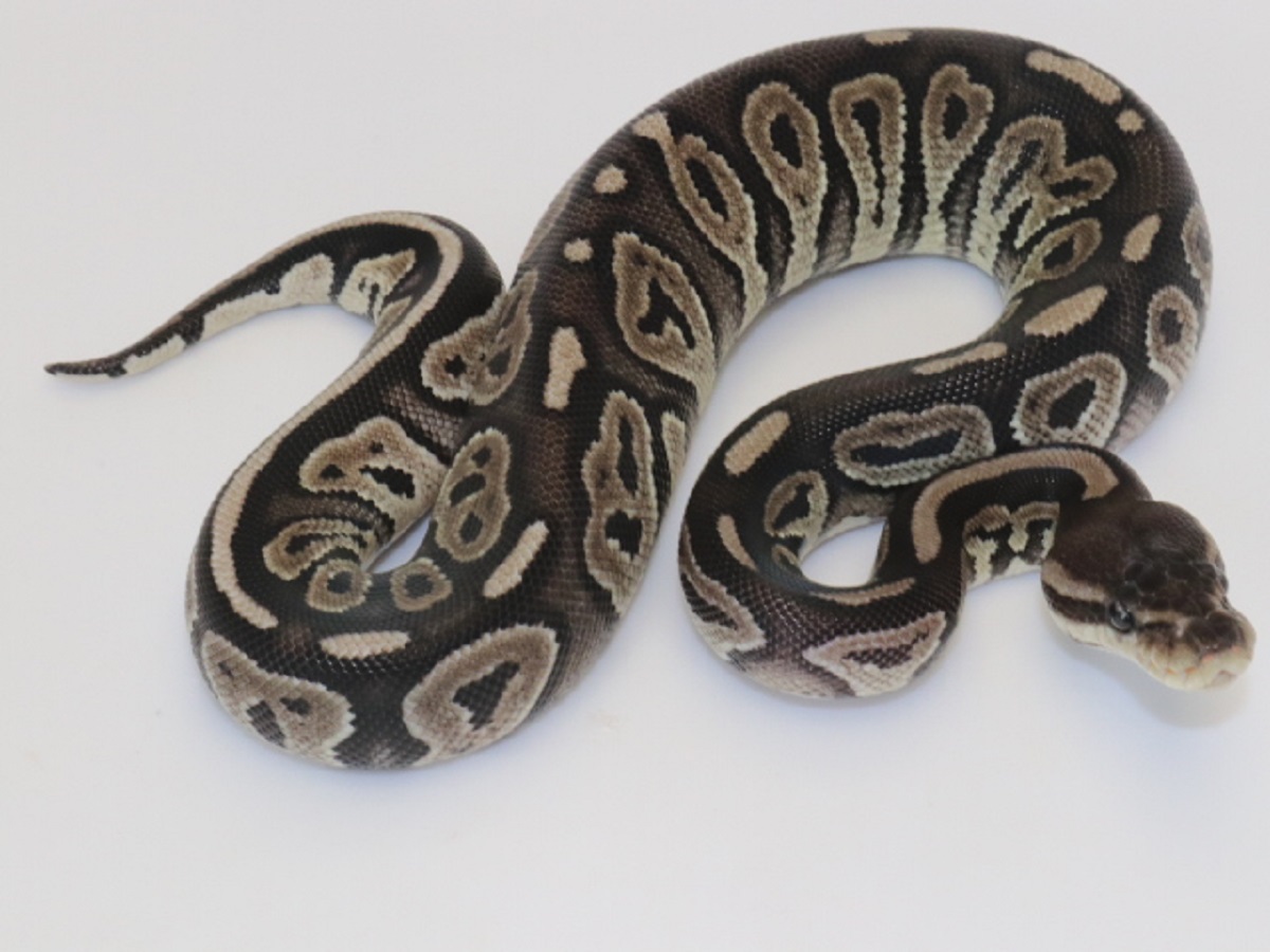 Ball Pythons For Sale. 