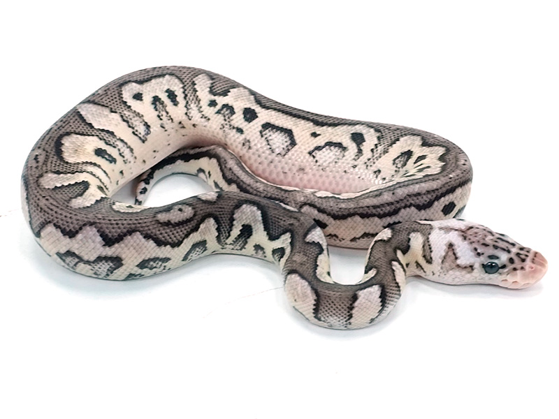 Axanthic Cinnamon Clown Pastel - VPI Line