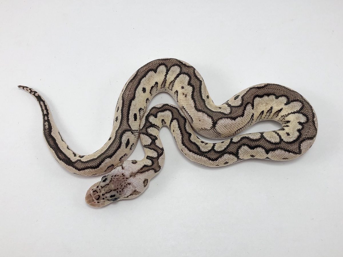 Axanthic Cinnamon Clown