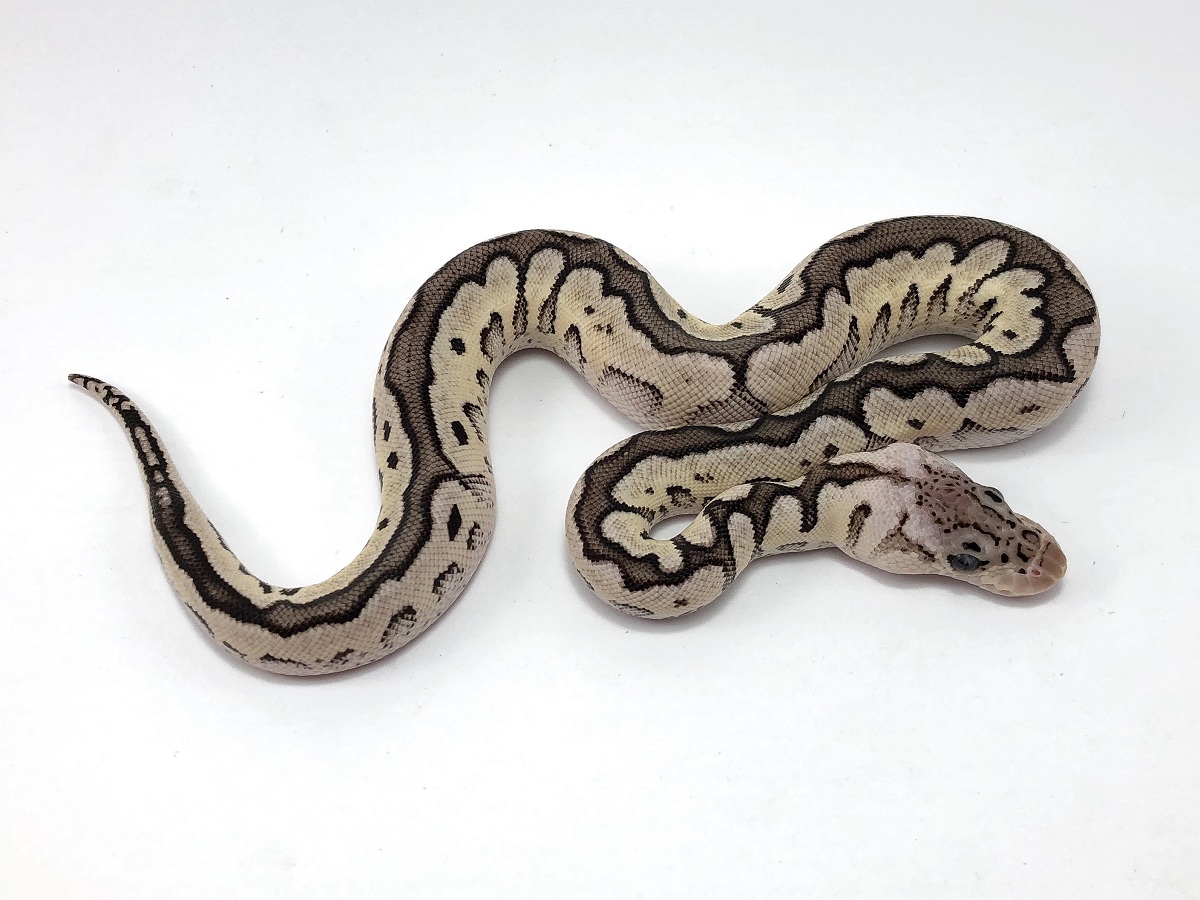 Axanthic Cinnamon Clown