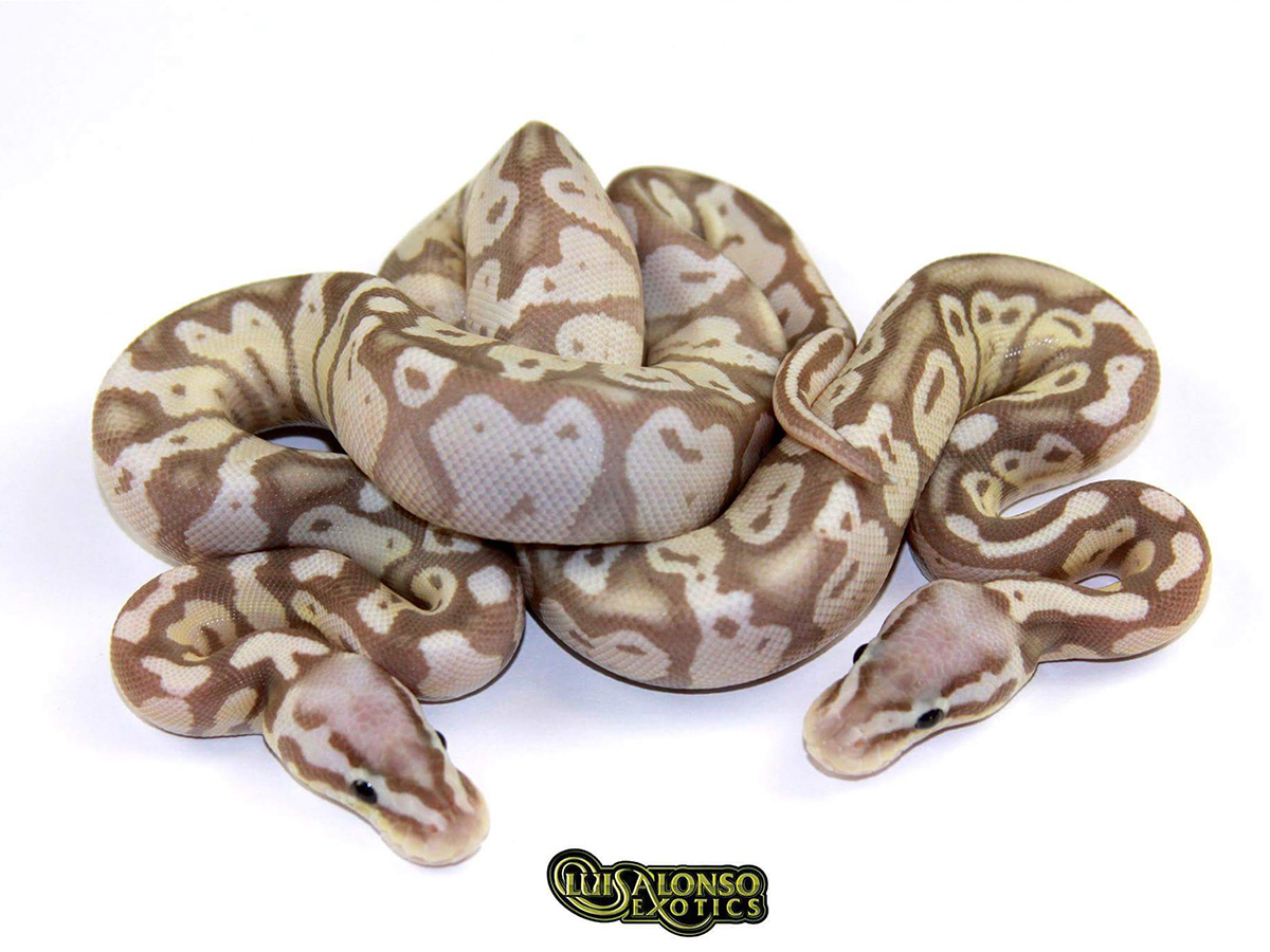 Axanthic Coral Glow Super Pastel - Snake Keeper Line