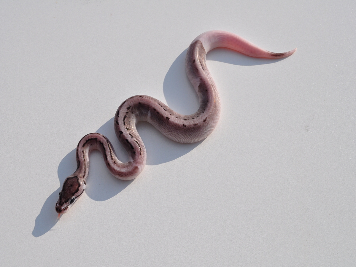 Axanthic Enchi Piebald Pinstripe