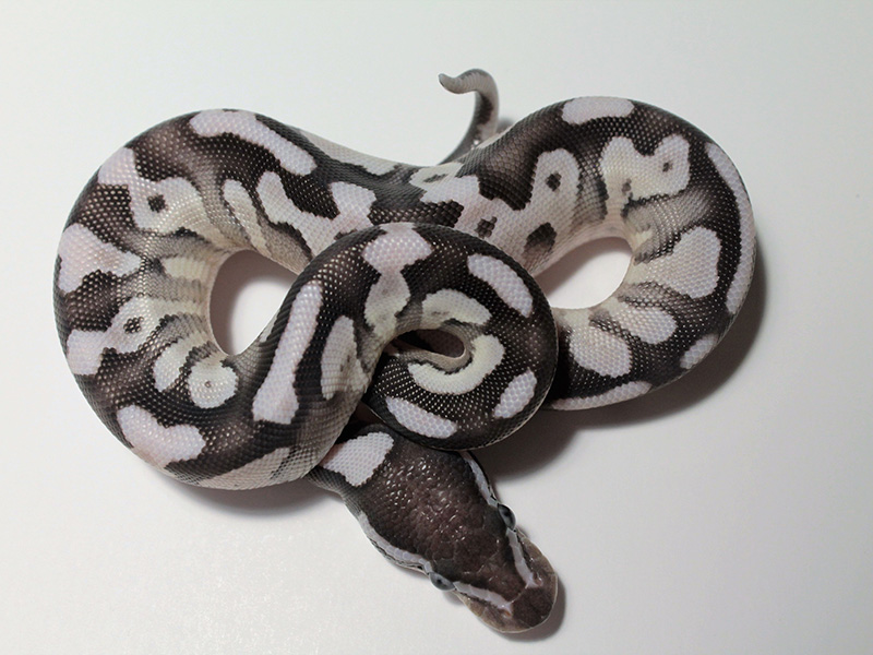 Axanthic Fire Mojave - VPI Line