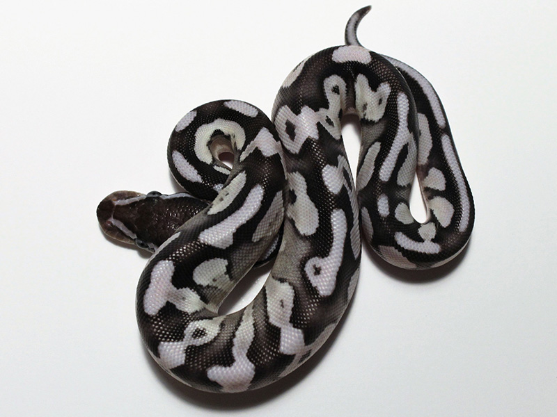 Axanthic Fire Mojave - VPI Line