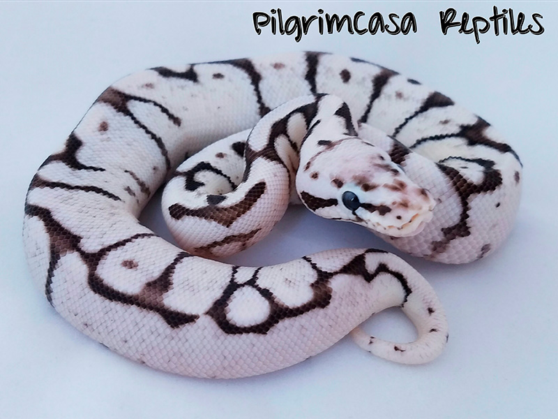 Axanthic Fire Pastel Spider - VPI Line