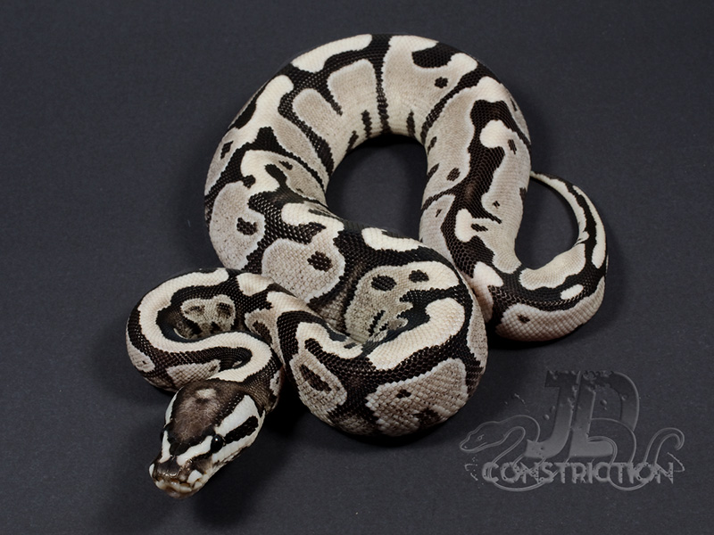 Axanthic Fire Yellow Belly - Snake Keeper Line