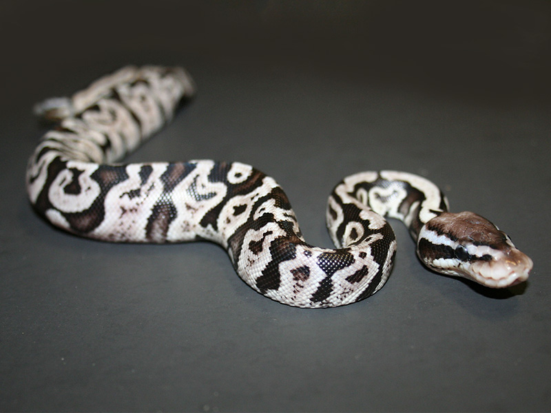 Axanthic Ghi Pastel - Snake Keeper Line. 
