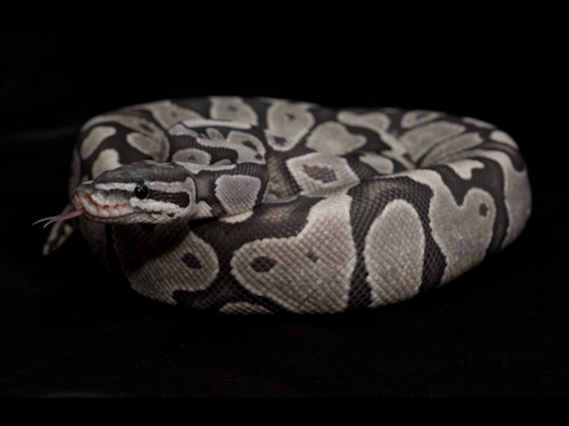 Axanthic Ghost - Snake Keeper Line