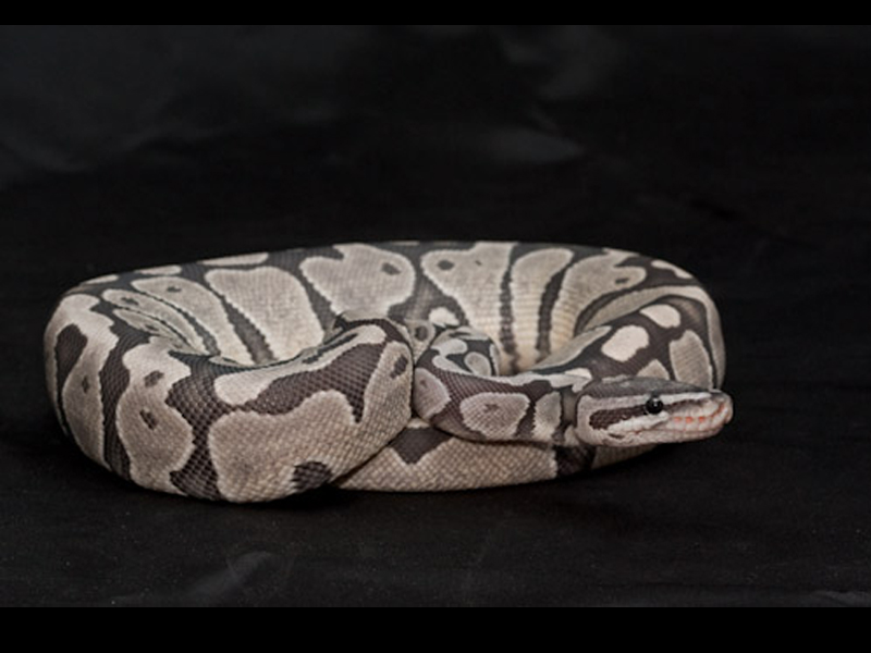 Axanthic Ghost - Snake Keeper Line