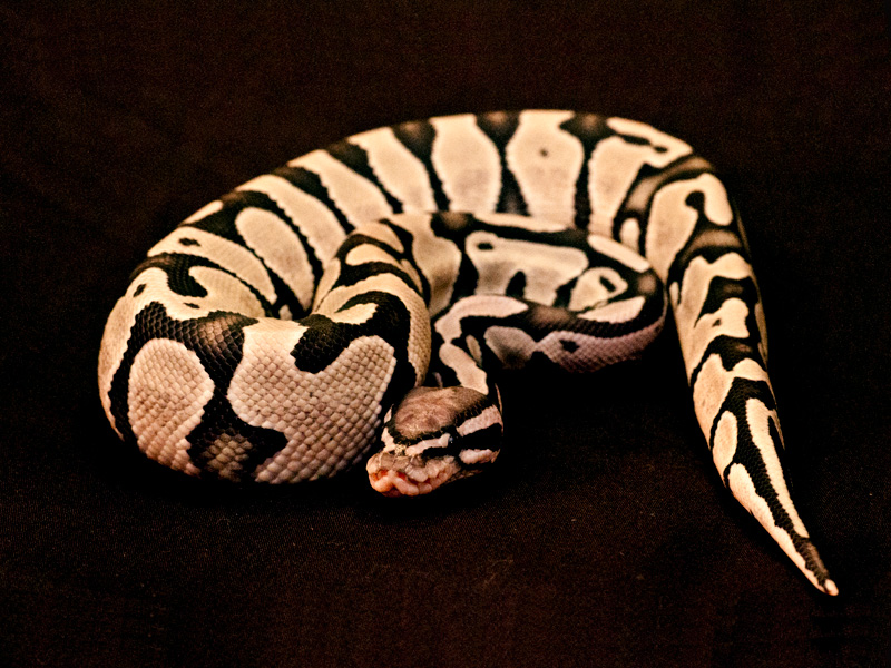 Axanthic Ghost - Snake Keeper Line