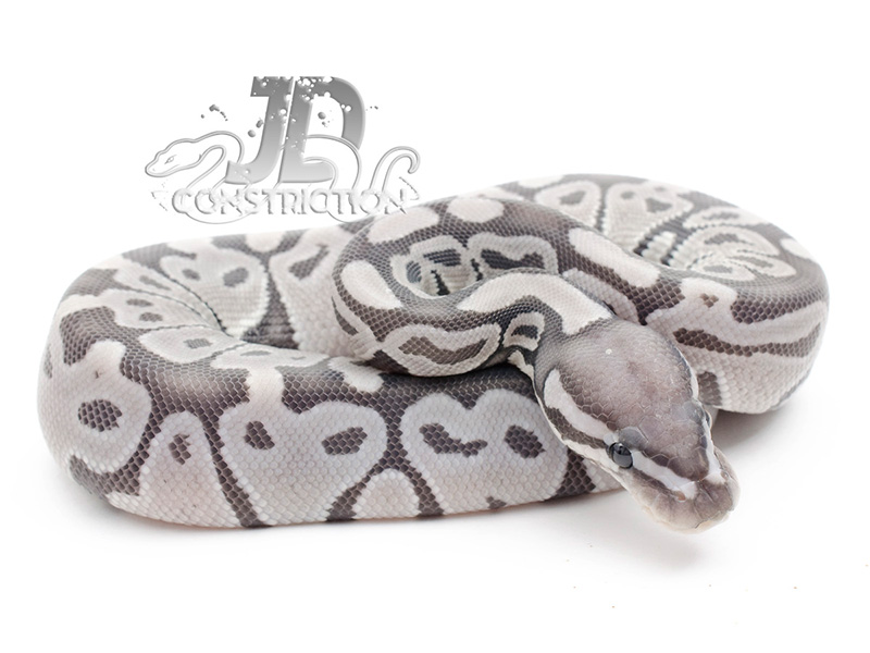 Axanthic Ghost - Snake Keeper Line