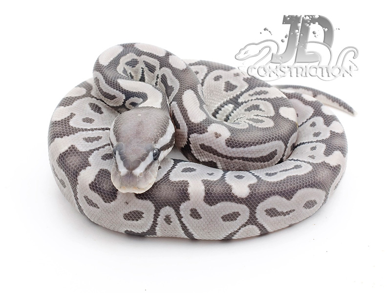Axanthic Ghost - Snake Keeper Line