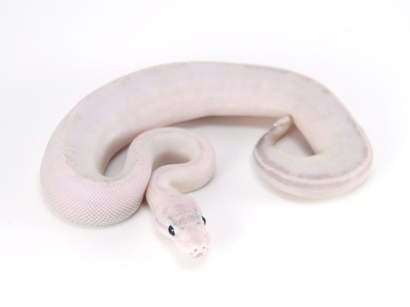 Axanthic Ivory Pastel