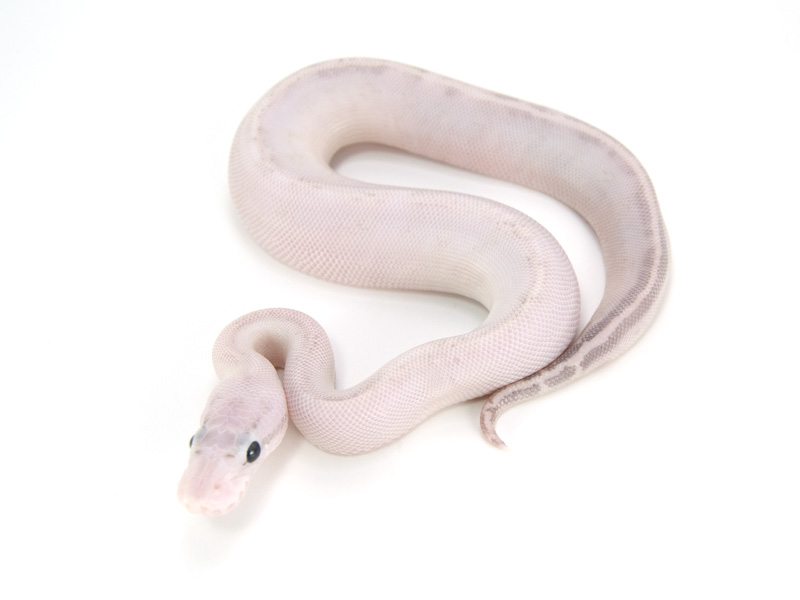 Axanthic Ivory Pastel