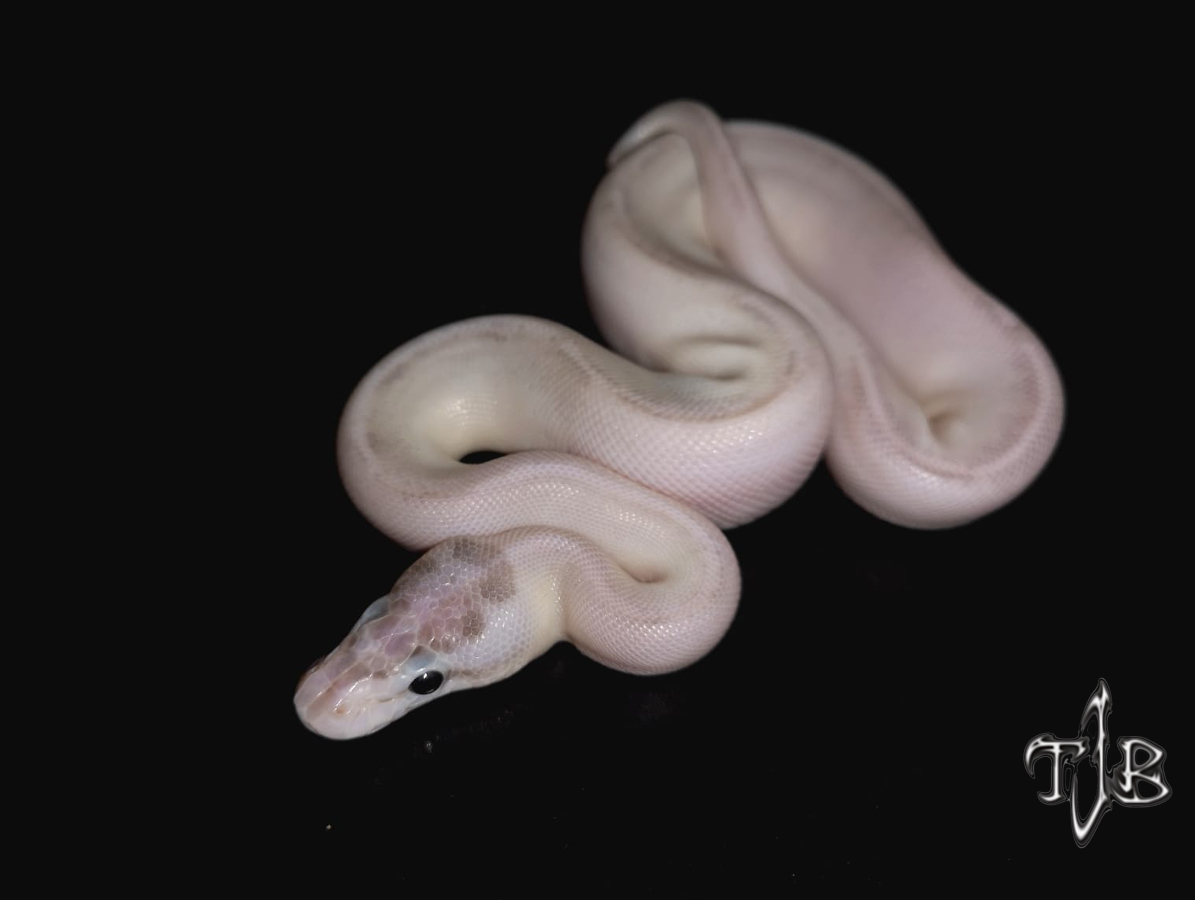 Axanthic Ivory