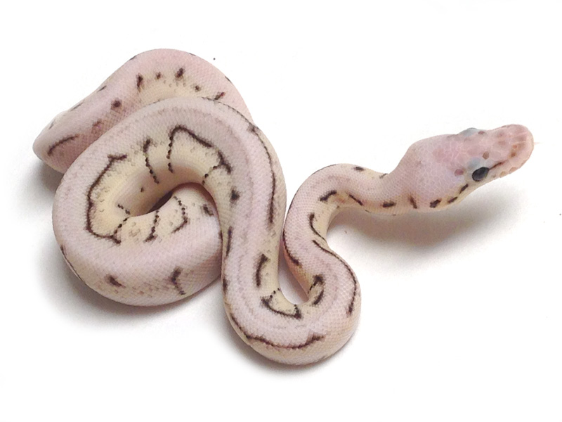 Axanthic Killer Spinner Snake Keeper Line