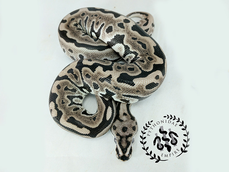 Axanthic Leopard Spotnose - VPI Line