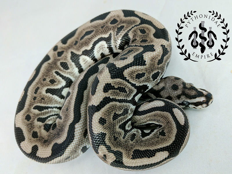 Axanthic Leopard Spotnose - VPI Line