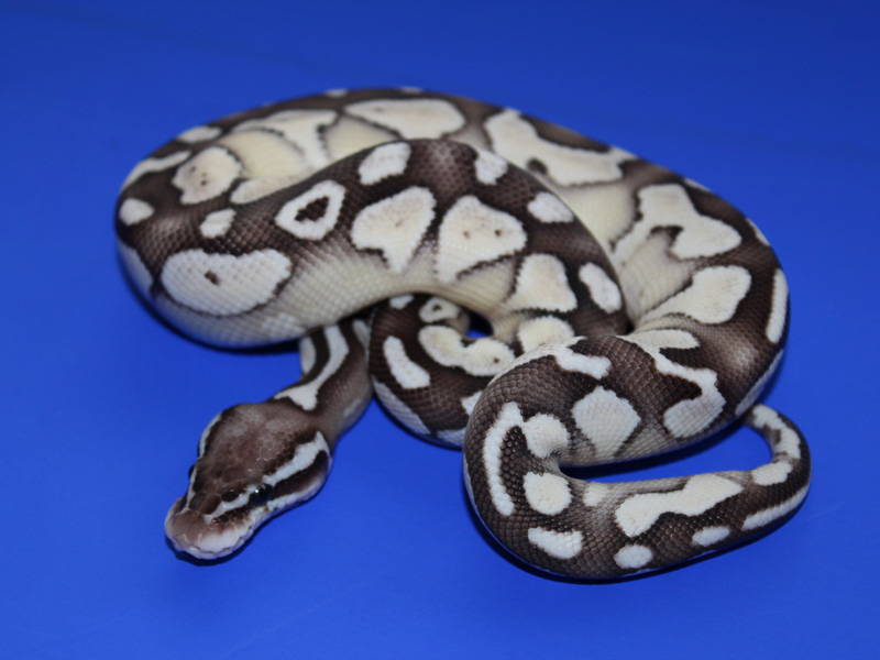 Axanthic Lesser Pastel - Snake Keeper Line