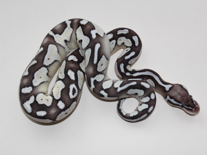 Axanthic Lesser Pastel - Snake Keeper Line