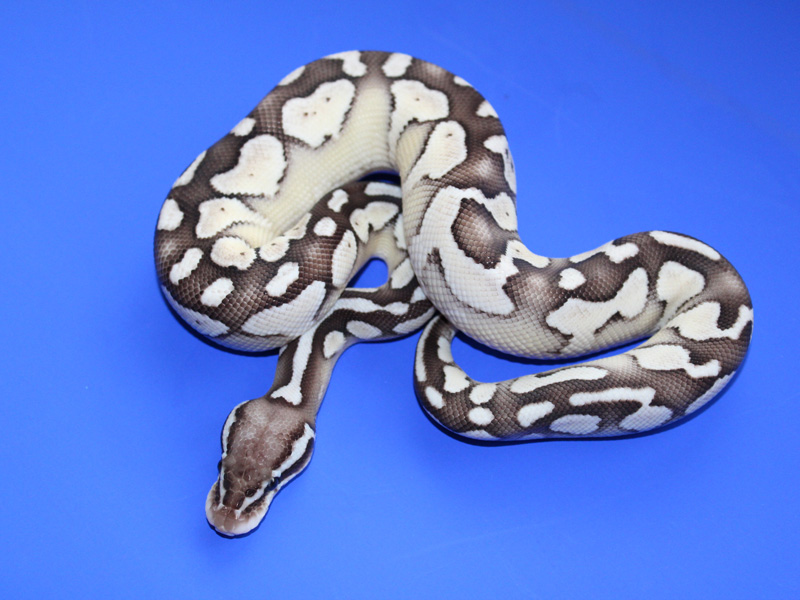 Axanthic Lesser Pastel - Snake Keeper Line