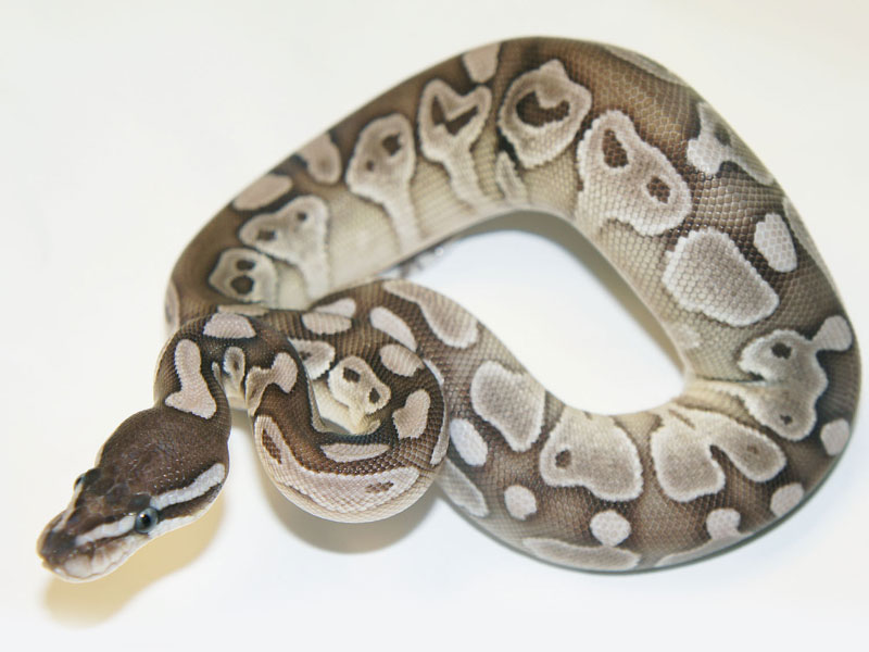 Axanthic Lesser