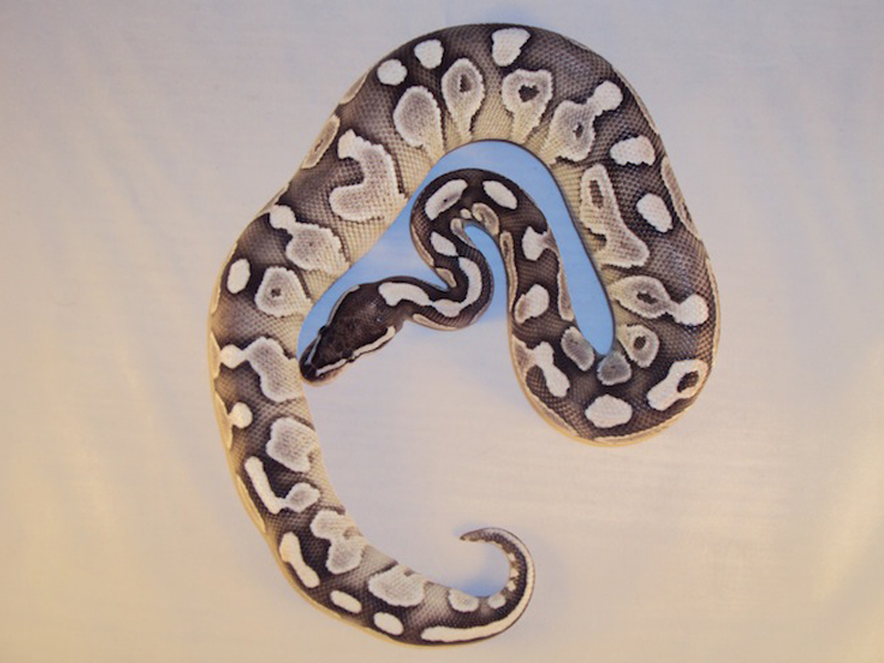 Axanthic Lesser