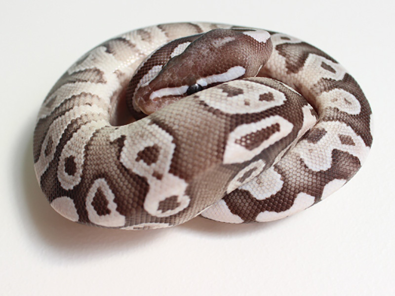 Axanthic Mojave Sulfur - VPI Line