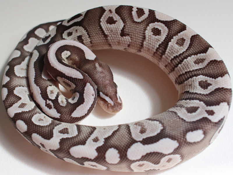 Axanthic Mojave Sulfur - VPI Line