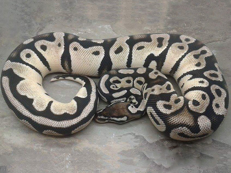 Axanthic Orange Dream Pastel