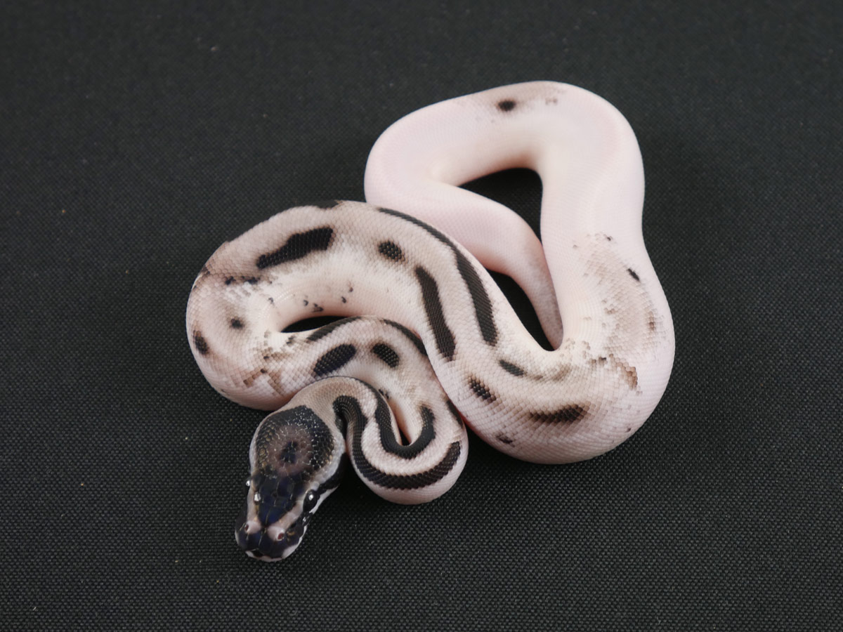 Axanthic Orange Dream Piebald