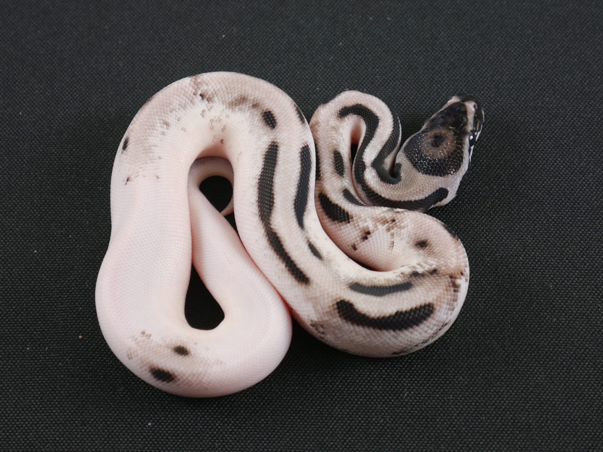 Axanthic Orange Dream Piebald