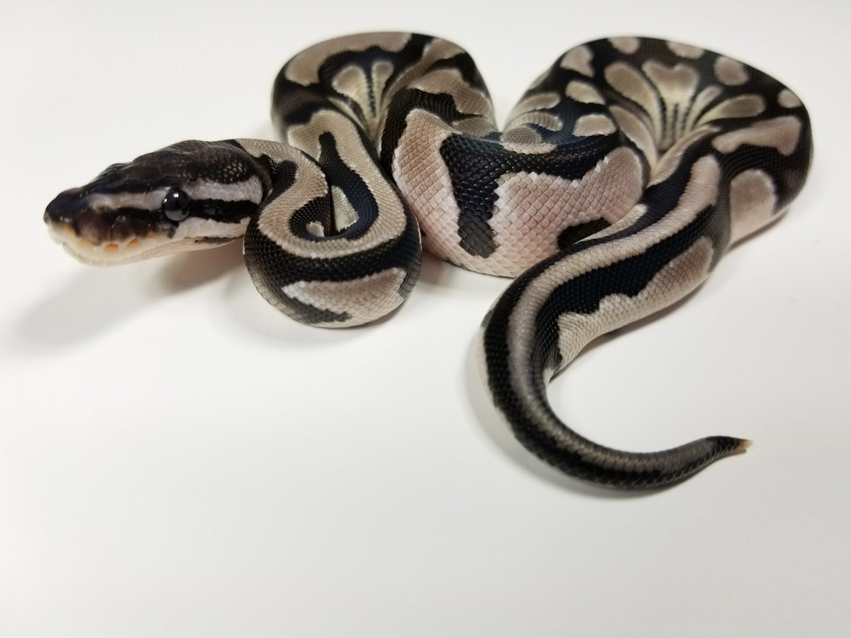 Axanthic Orange Dream