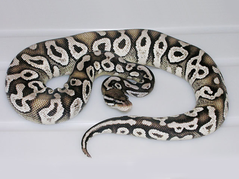 Axanthic Pastave