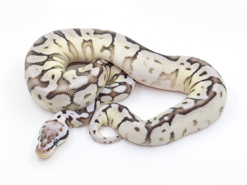 Axanthic Pastel Phantom Spider - Vpi Line