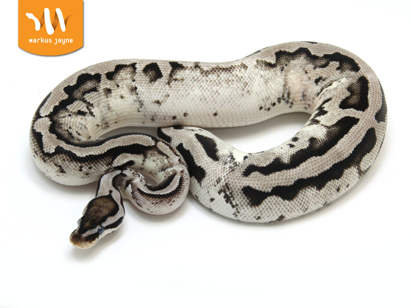 Axanthic Pastel Pied - Markus Jayne Line - Morph List - World of Ball  Pythons