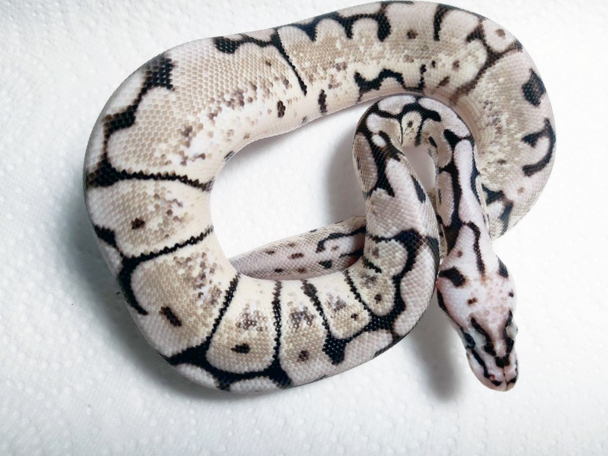 Axanthic Pastel Spider Yellow Belly