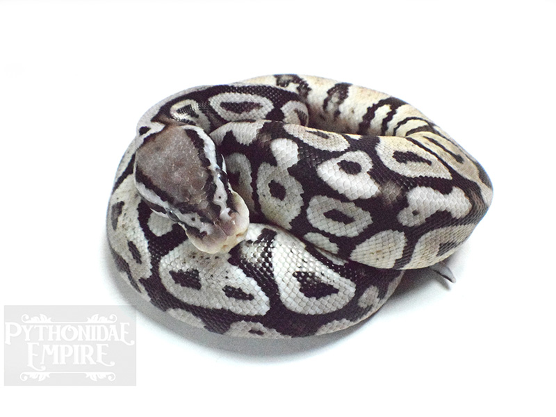 Axanthic Pastel Spotnose - VPI Line