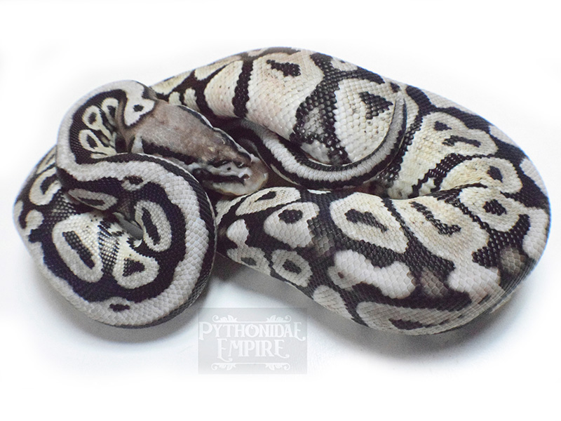 Axanthic Pastel Spotnose - VPI Line