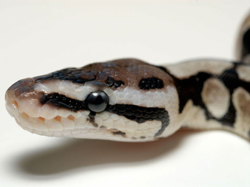 Axanthic Pastel