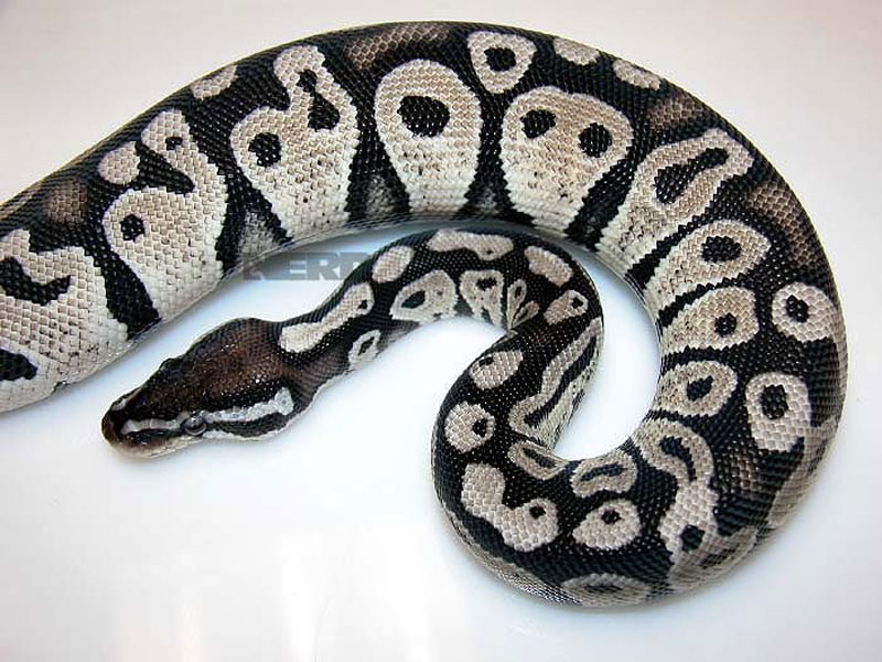 Axanthic Pastel