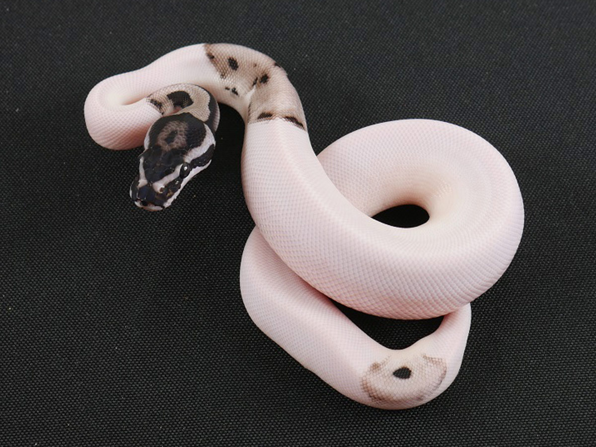 Axanthic Piebald Super Orange Dream