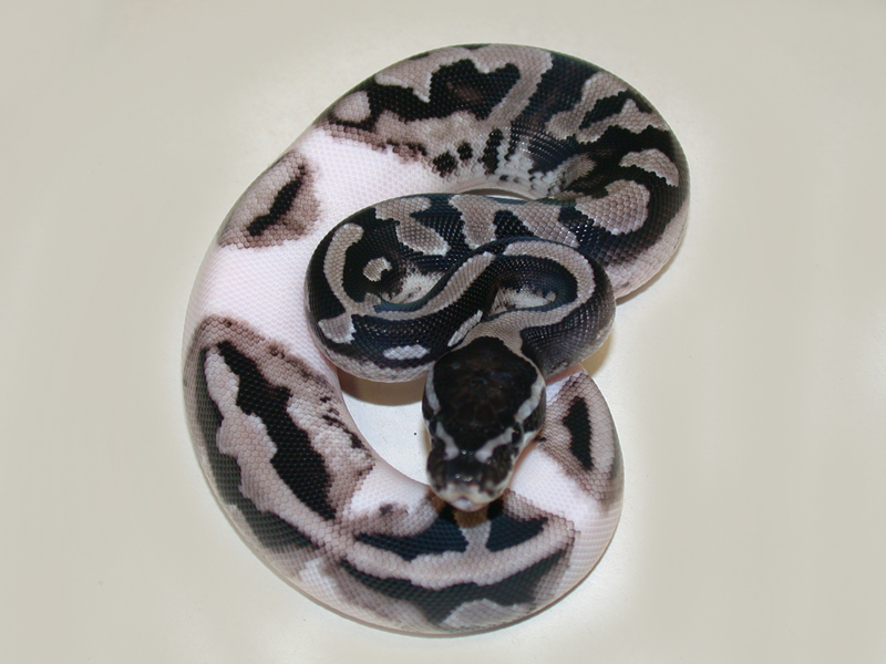 Axanthic Pied