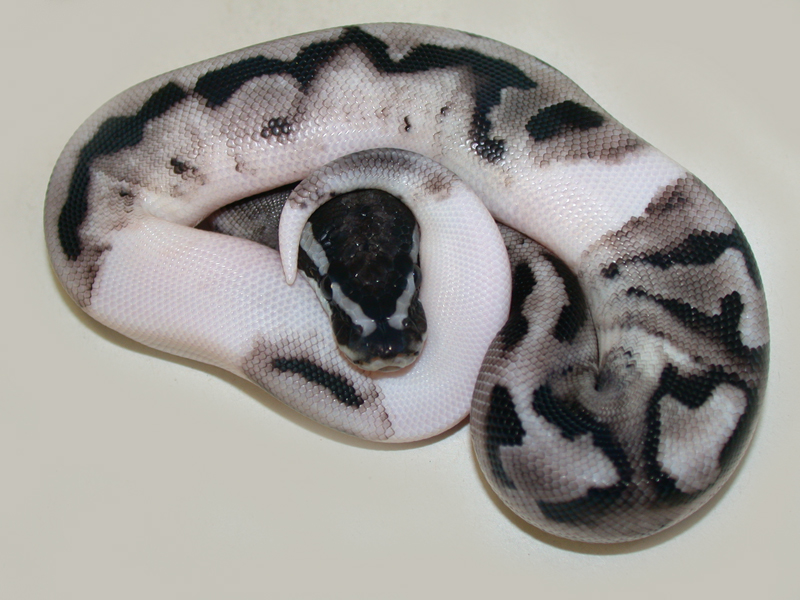 Axanthic Pied