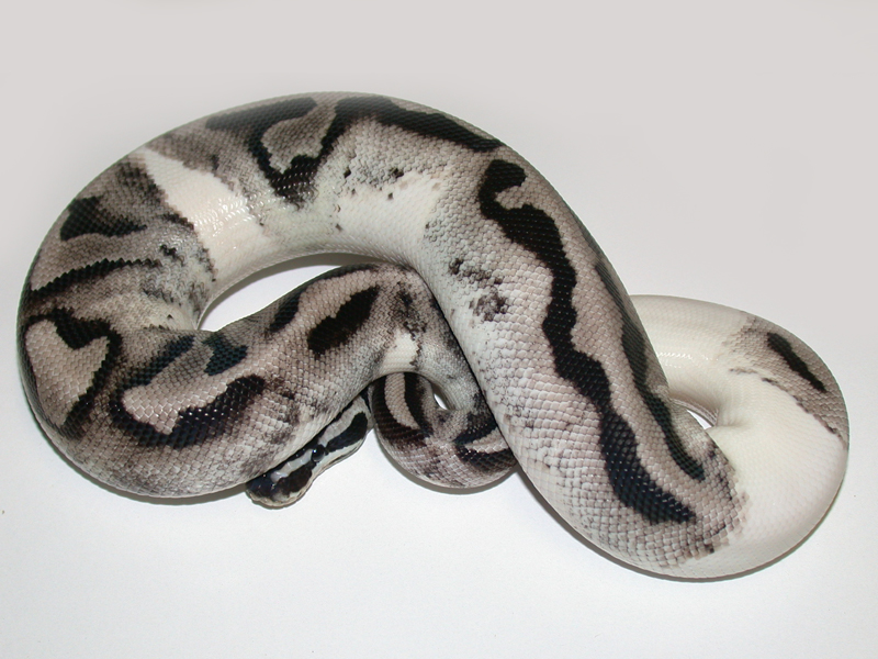 Axanthic Pied 