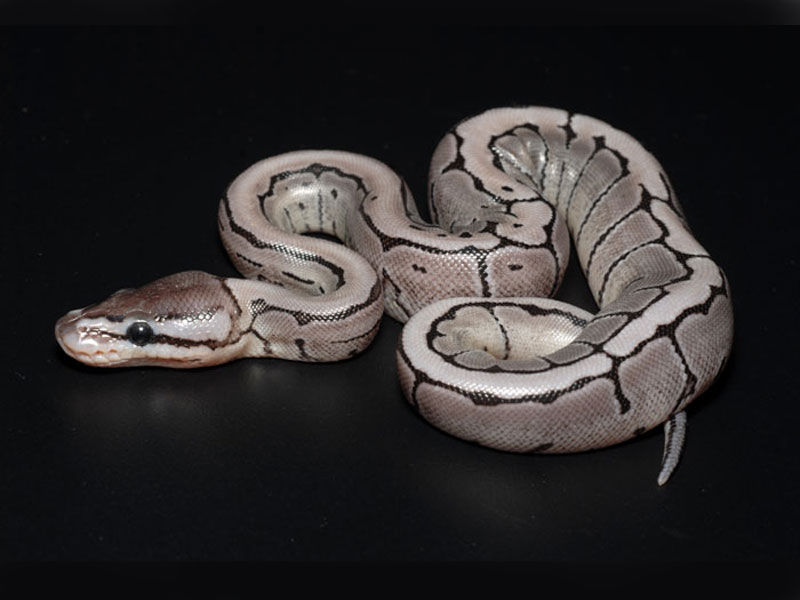 Axanthic Pinstripe