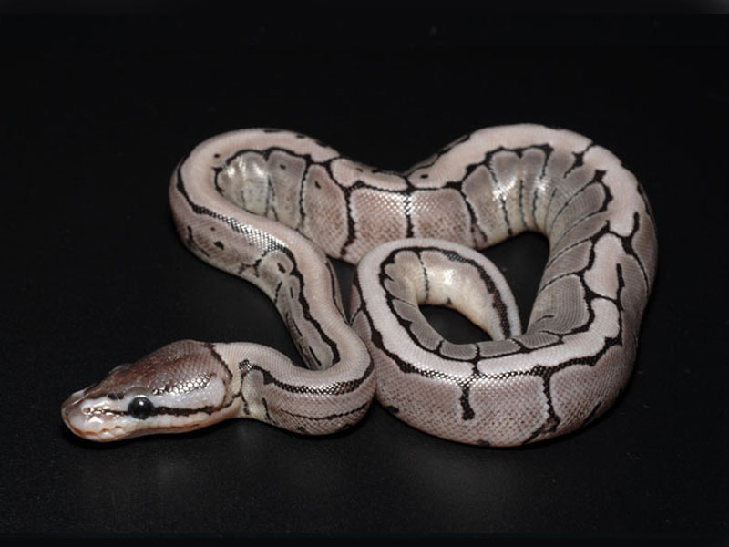 Axanthic Pinstripe